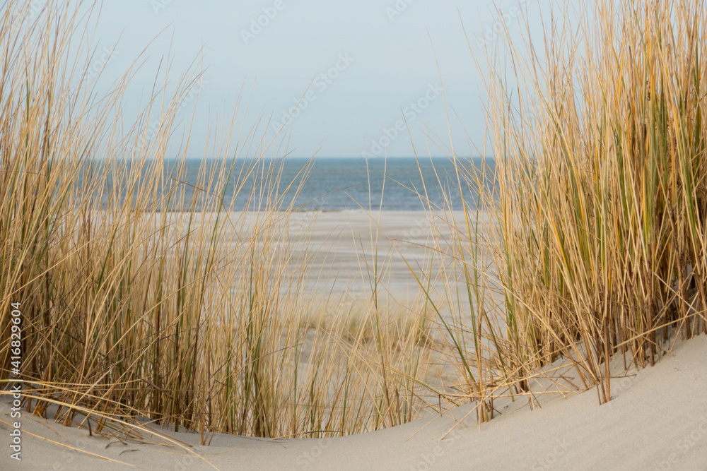 View on beach and sea between withered blades of Marram grass in winter