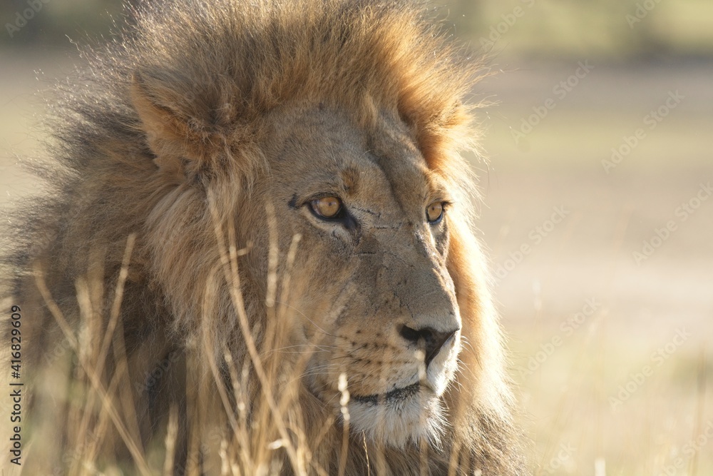 Wild Lions taken in Southern Africa, Kruger Park and Kgalagadi Park