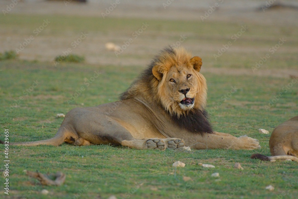 Wild Lions taken in Southern Africa, Kruger Park and Kgalagadi Park Wild Lions taken in Southern Africa, Kruger Park and Kgalagadi Park