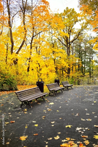 Recreational area in a city park, wooden bench close-up. Golden deciduous maple trees. Yellow, orange, brown colors. Autumn in Europe. Hagenberg, Austria. Nature, seasons, ecotourism, vacations photo