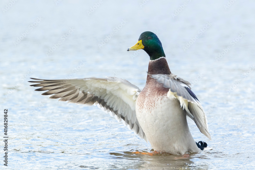 Obraz premium Washing mallard dabling duck, Anas platyrhynchos, portrait