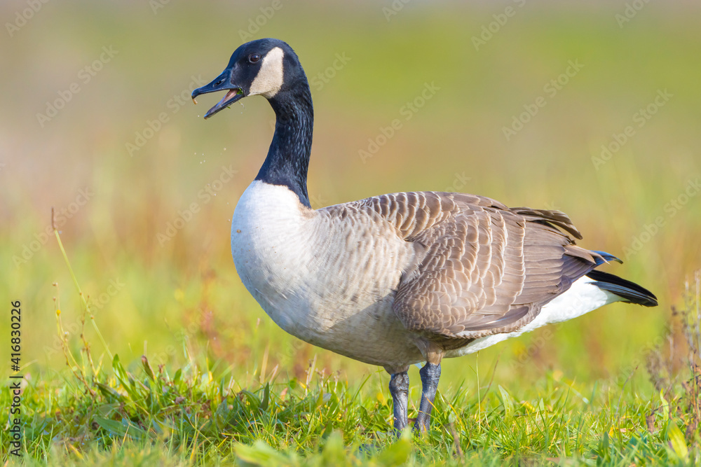 Canadian goose Branta canadensis in a meadow Canadian goose Branta canadensis in a meadow