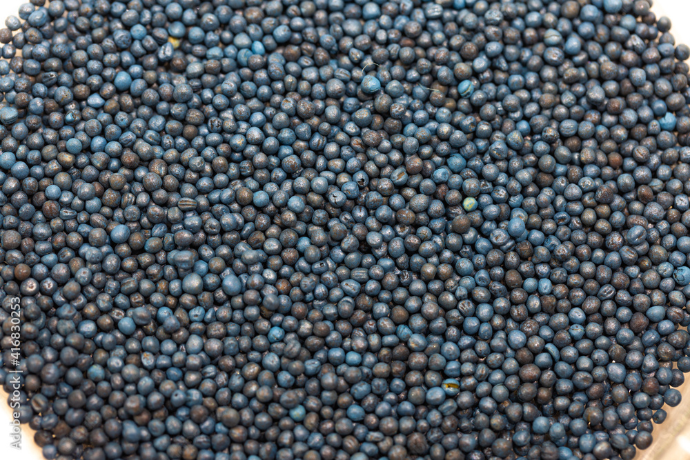 Macro. Processed blue-coated rapeseed seeds in a petri dish in the lab Macro. Processed blue-coated rapeseed seeds in a petri dish in the lab