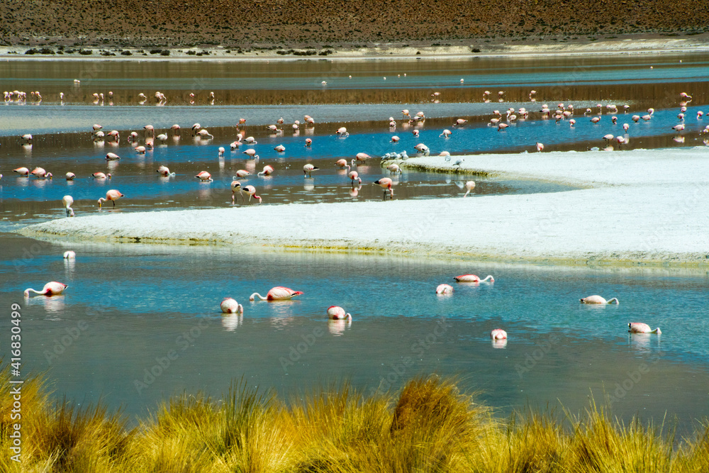 Flamingos in Laguna Hedionda, Potosi Department, Bolivia