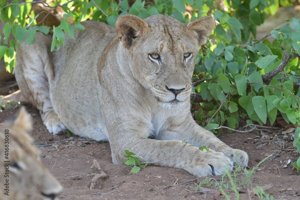 Fototapeta premium Wild Lions taken in Southern Africa, Kruger Park and Kgalagadi Park