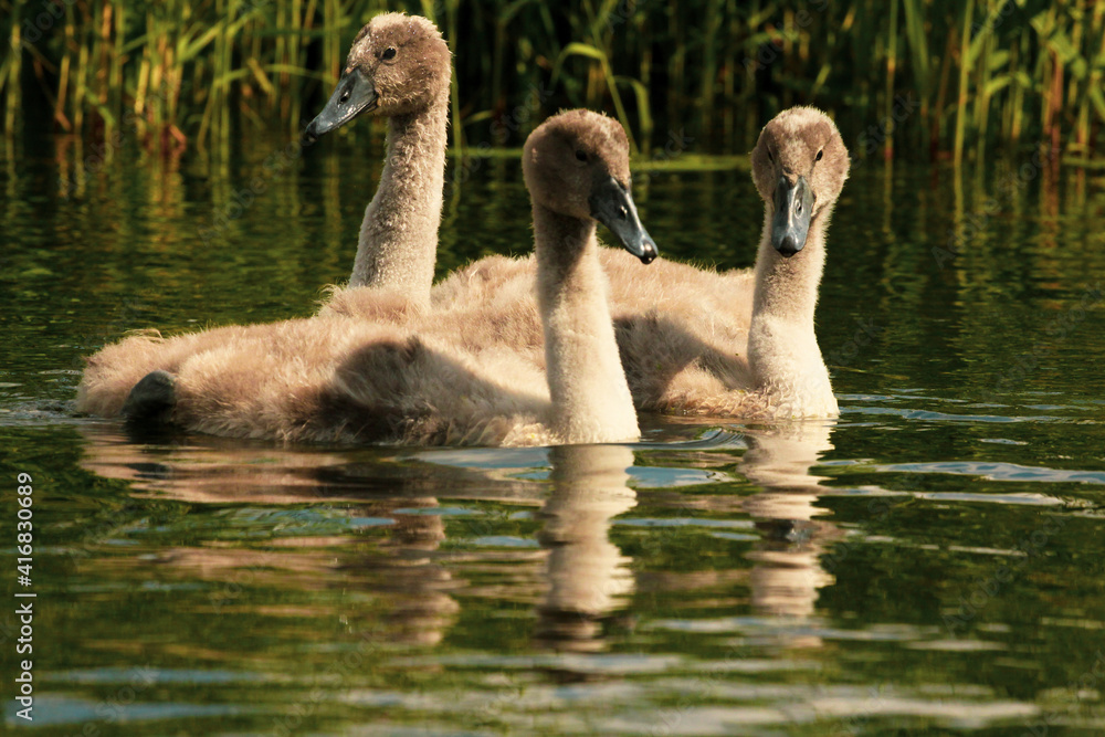 Young swans on the Krytunia river Young swans on the Krytunia river