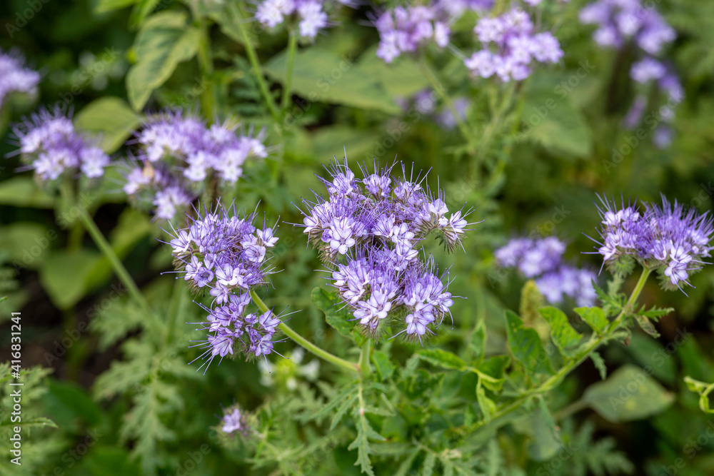 The field is blooming phacelia - a special honey plant for bees The field is blooming phacelia - a special honey plant for bees