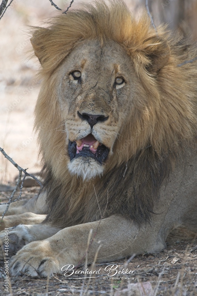 Wild Lions taken in Southern Africa, Kruger Park and Kgalagadi Park Wild Lions taken in Southern Africa, Kruger Park and Kgalagadi Park