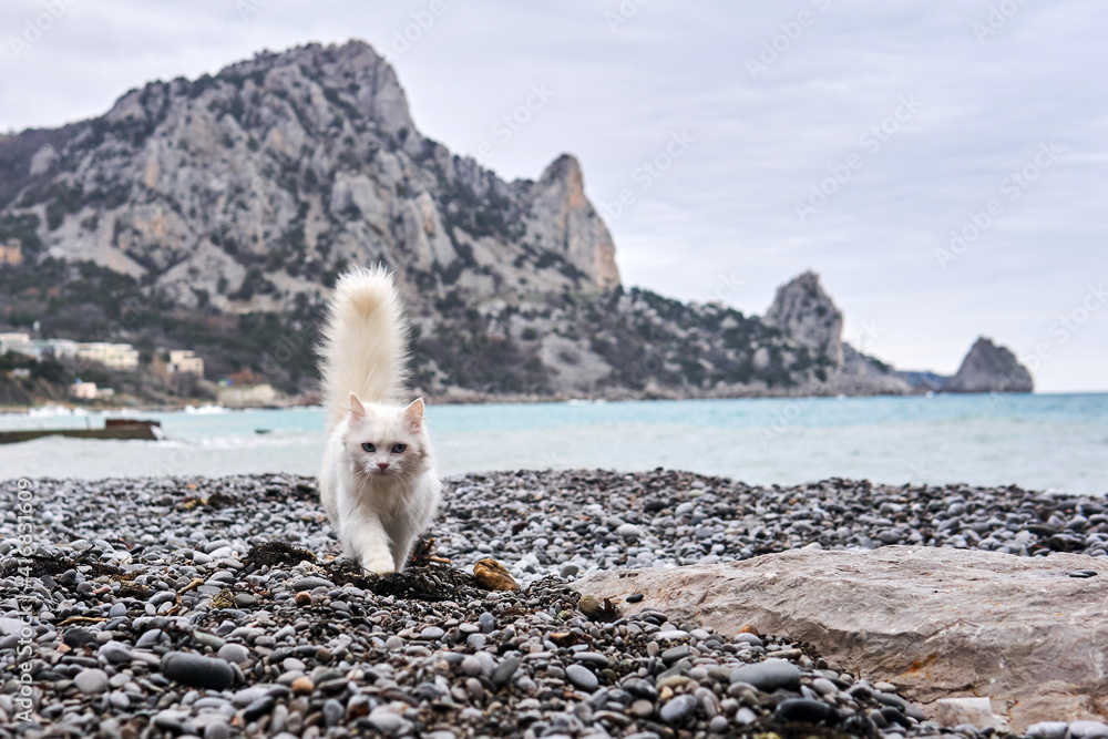 white cat walks along the sea beach against the backdrop of rocky cliffs in the distance