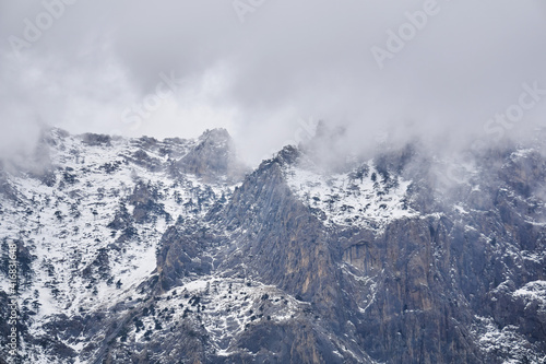 winter alpine landscape - snow-capped rocky cliffs with rare trees hide in cloudy fog