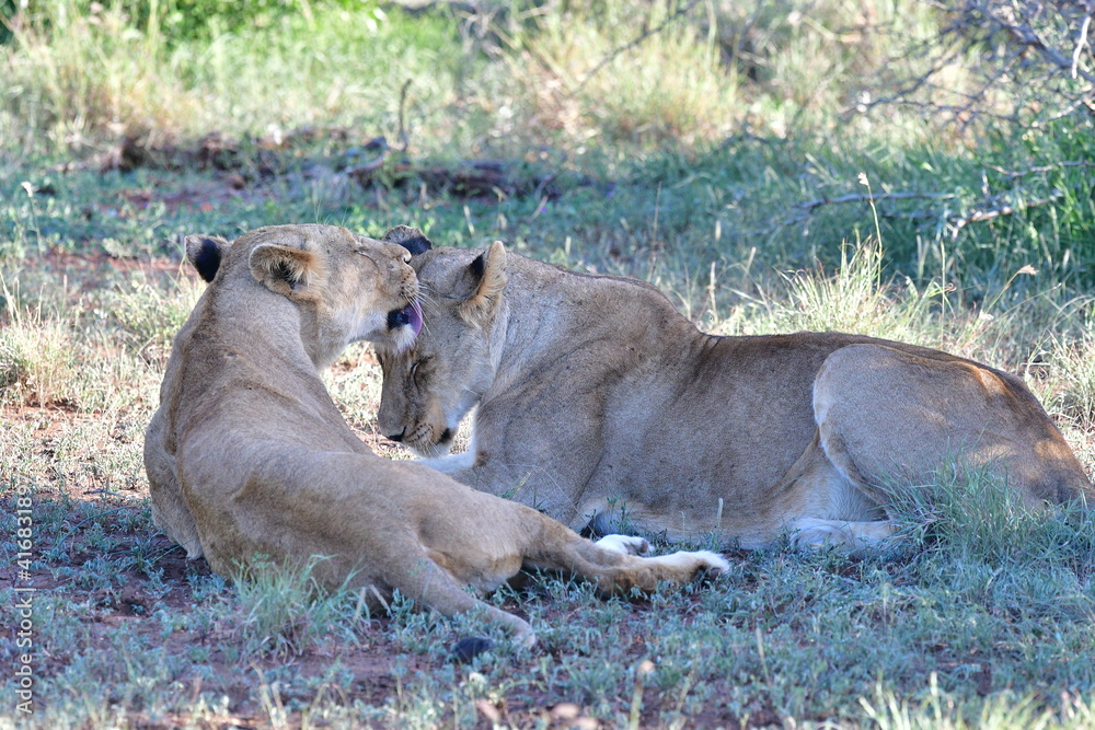 Naklejka premium Wild Lions taken in Southern Africa, Kruger Park and Kgalagadi Park