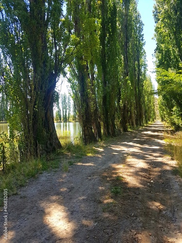 Fototapeta Naklejka Na Ścianę i Meble -  Caminando entre árboles