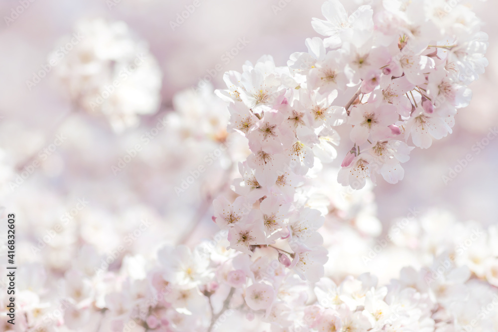 White cherry blossom, idea of the spring awakening White cherry blossom, idea of the spring awakening
