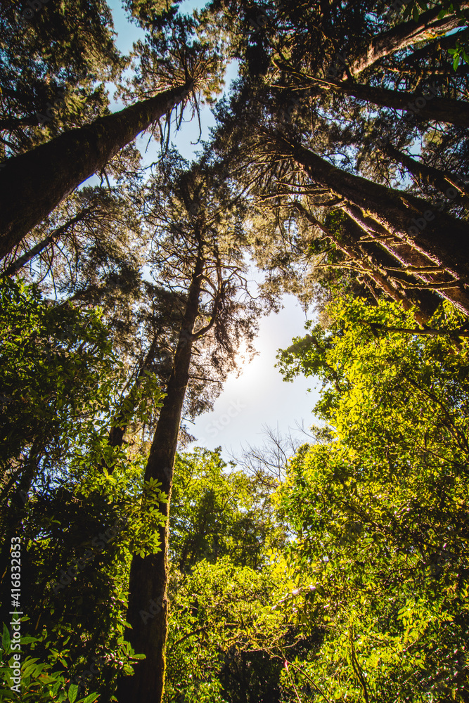 Fototapeta premium Bosque abundante en arboles ubicado en Costa Rica