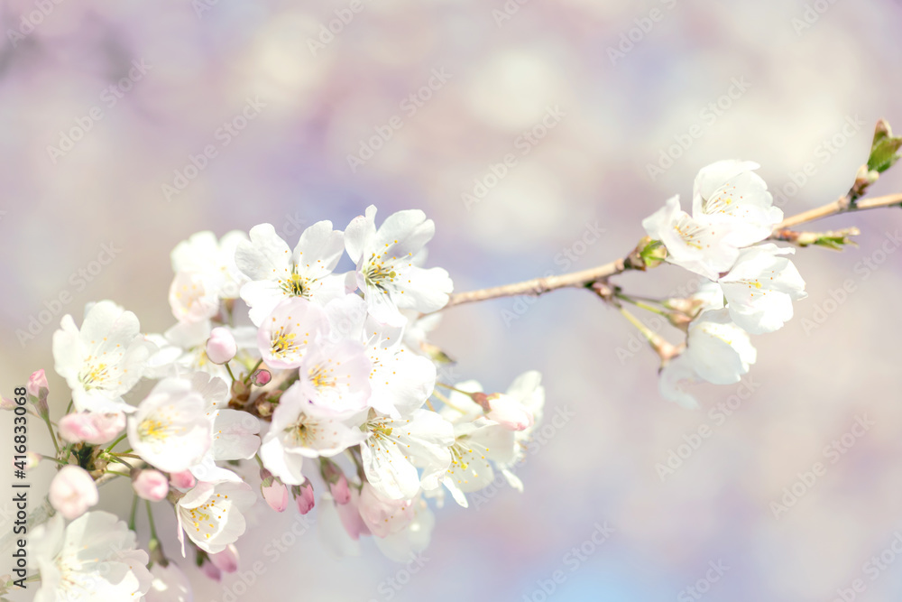 White cherry blossom, idea of the spring awakening