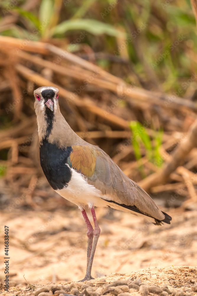Fototapeta premium Brazil, Pantanal. Southern lapwing bird close-up.