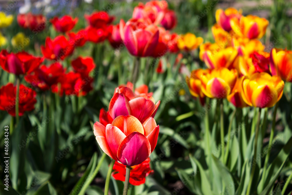 Red and orange tulips bloom in a home flower bed. Beautiful bright spring flowers of different shapes and colors. Background Red and orange tulips bloom in a home flower bed. Beautiful bright spring flowers of different shapes and colors. Background