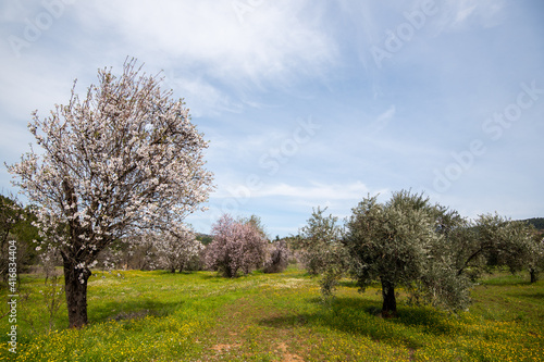 Almond trees bloom in spring against blue sky.