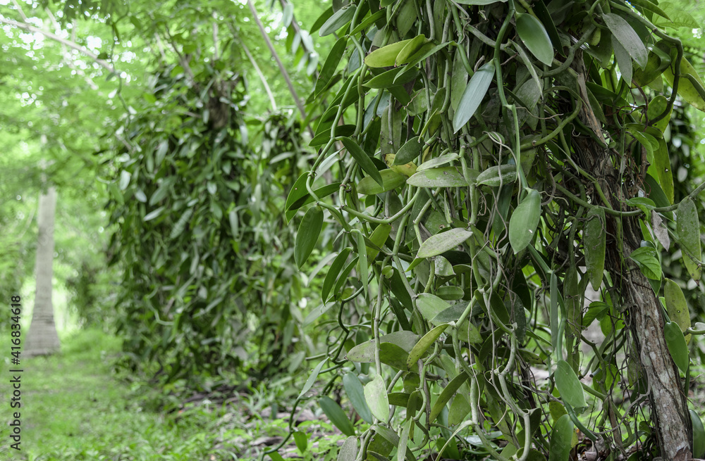 Vanilla cultivation at La Digue Island, Seychelles Vanilla cultivation at La Digue Island, Seychelles