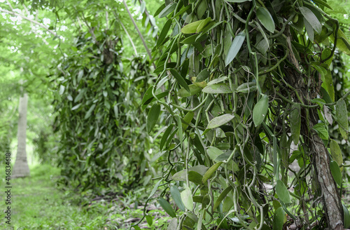 Wallpaper Mural Vanilla cultivation at La Digue Island, Seychelles Torontodigital.ca