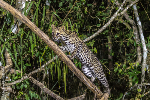 Tableau sur toile Brazil, Pantanal. Ocelot on tree branch.