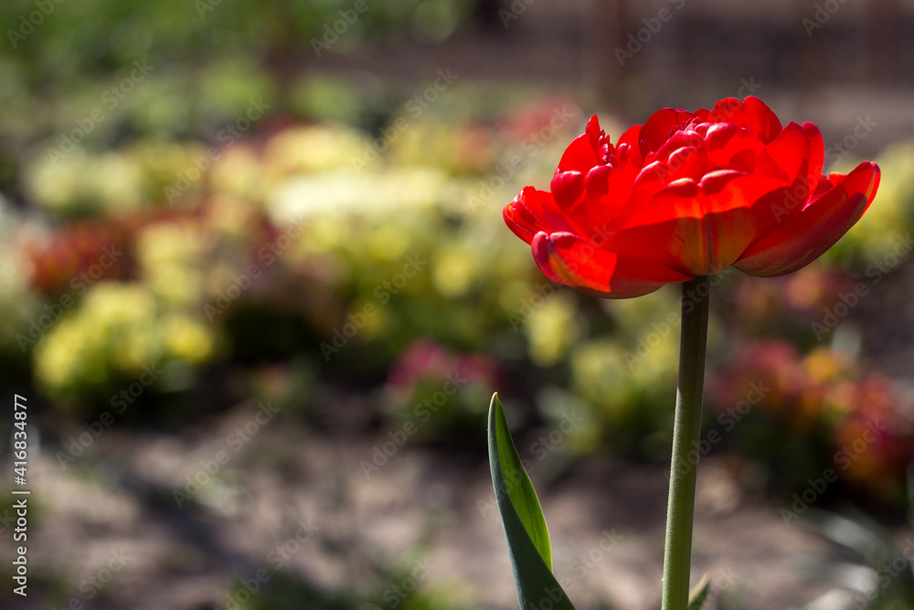 Obraz premium Terry fluffy red tulip on the background of a multi-colored flower bed, spring background
