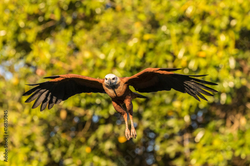 Brazil, Pantanal. Black-collared hawk flying. photo