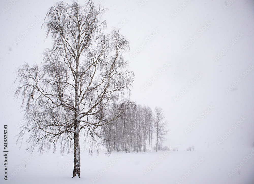 Fototapeta premium a lone tree during a snowstorm