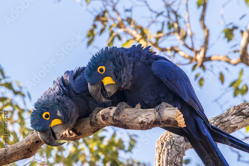 Brazil, Pantanal. Hyacinth macaw pair in tree.