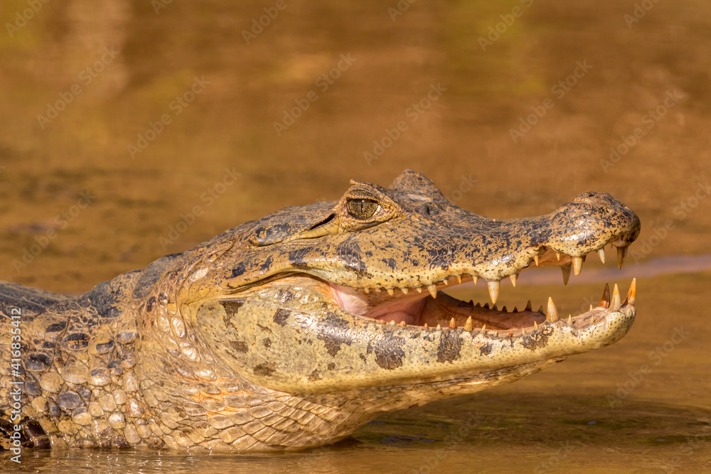 Brazil, Pantanal. Jacare caiman reptile in water. Brazil, Pantanal. Jacare caiman reptile in water.
