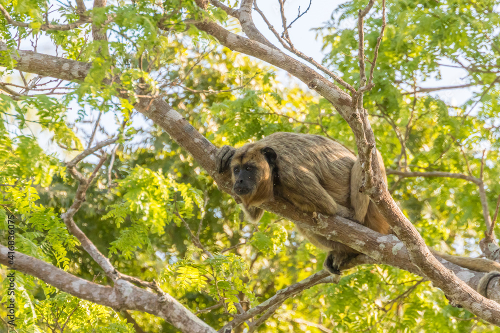 Brazil, Pantanal. Howler monkey in tree. Brazil, Pantanal. Howler monkey in tree.