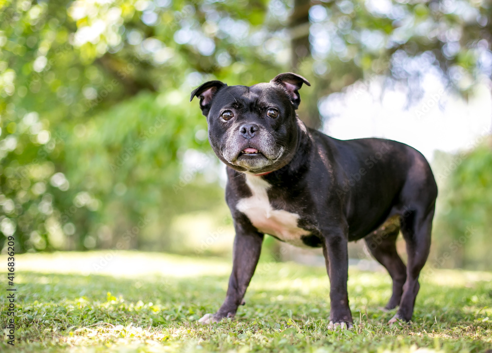 A Boston Terrier mixed breed dog standing outdoors