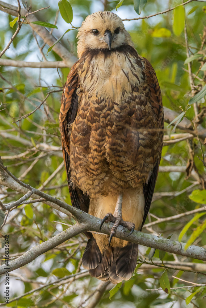 Fototapeta premium Brazil, Pantanal. Black-collared hawk in tree.