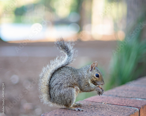 cute squirrel