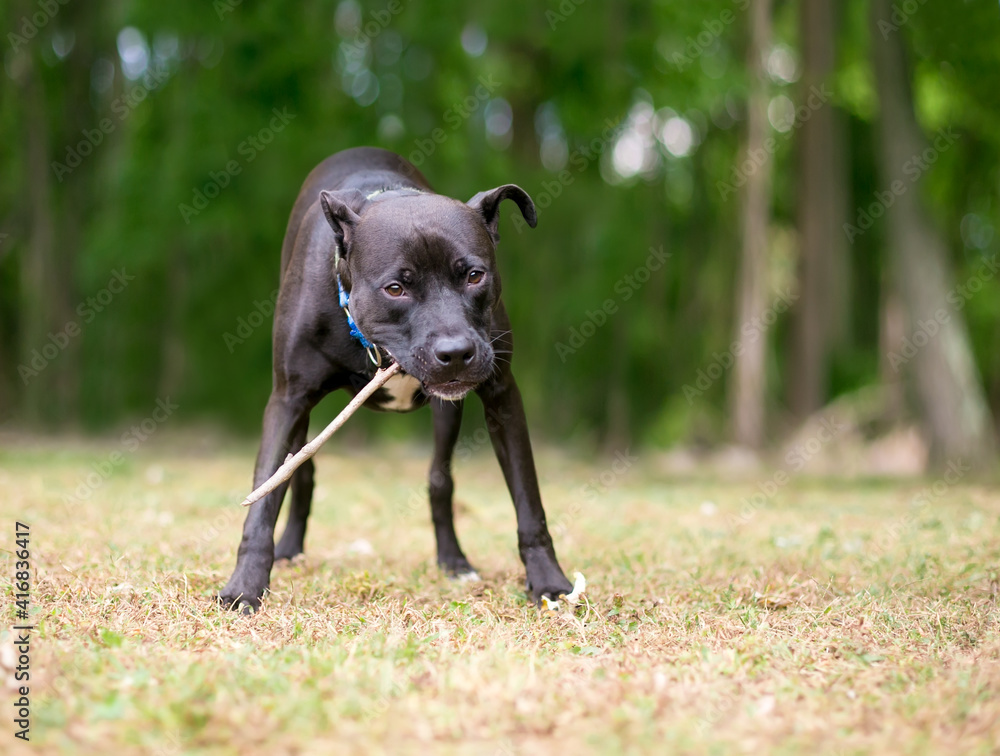 A playful black Pit Bull Terrier mixed breed dog holding a stick in its mouth A playful black Pit Bull Terrier mixed breed dog holding a stick in its mouth