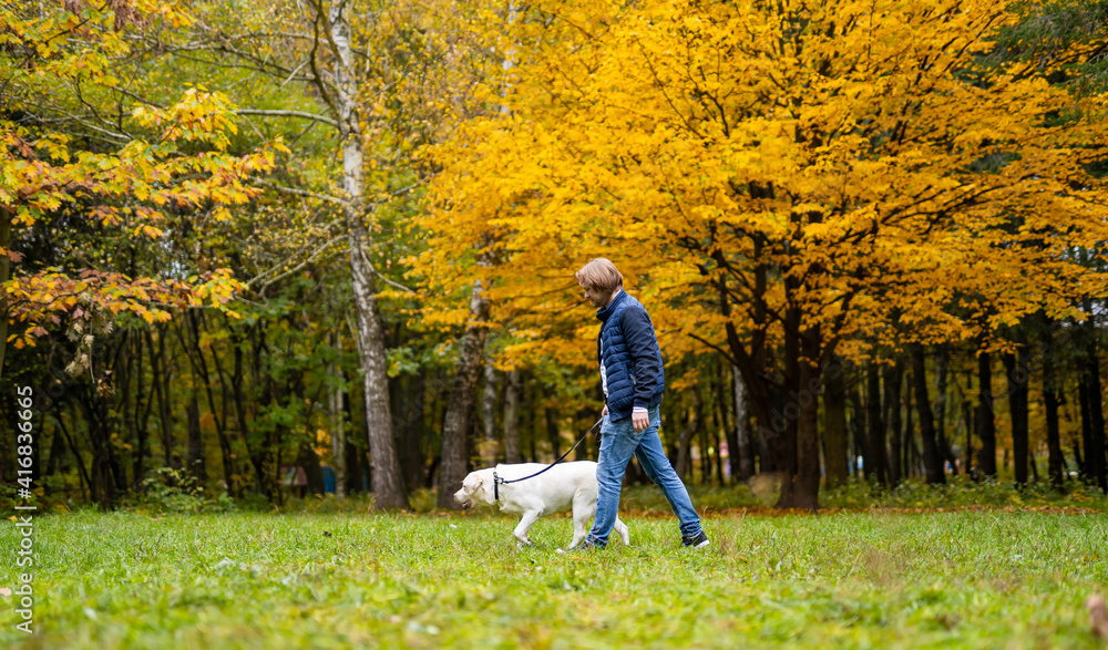 Fototapeta premium Retriever and and owner man are running in park. Golden leaves on trees. Fabuluos autumn. Best friend forever concept.