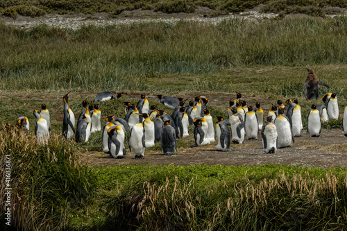 King Penguin colony  Useless Bay  Tierra del Fuego  Chile  Patagonia