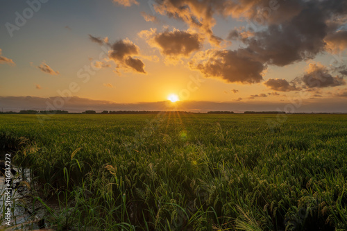 Sunset in a rice field of the  Albufera of Valencia  with clouds.