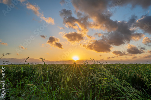 Sunset in a rice field of the "Albufera of Valencia" with clouds.