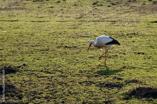 white stork in the grass