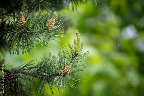 Closeup of young shoots of pine or spruce. Green shoots with needles on branches in a spring garden. Selective focus