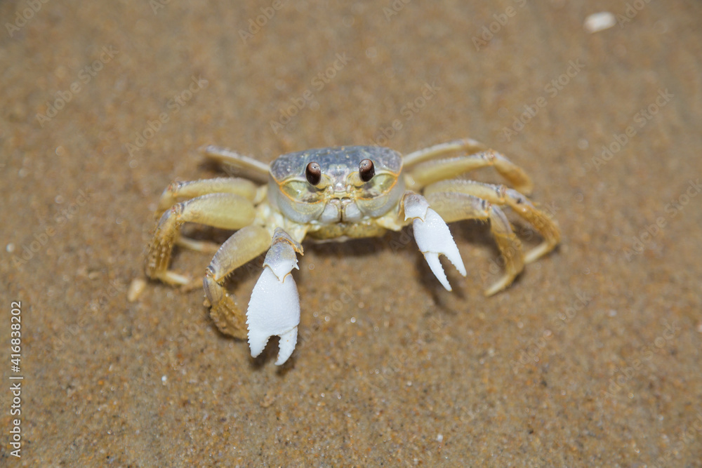 crab on the beach crab on the beach