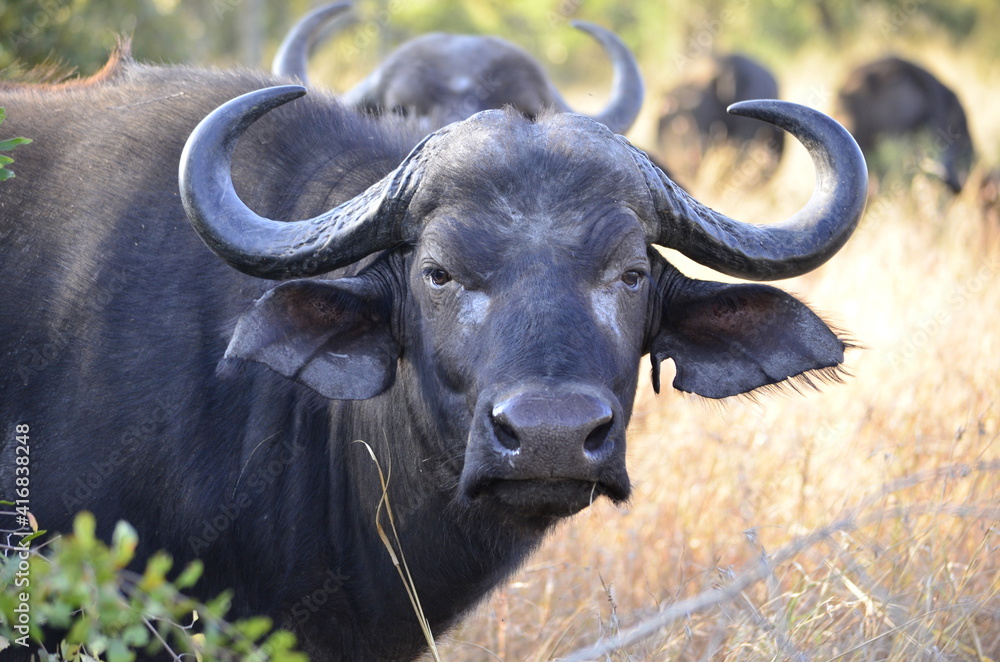 Cape Buffalo taken in the wilderness of Kruger National Park, South Africa Cape Buffalo taken in the wilderness of Kruger National Park, South Africa