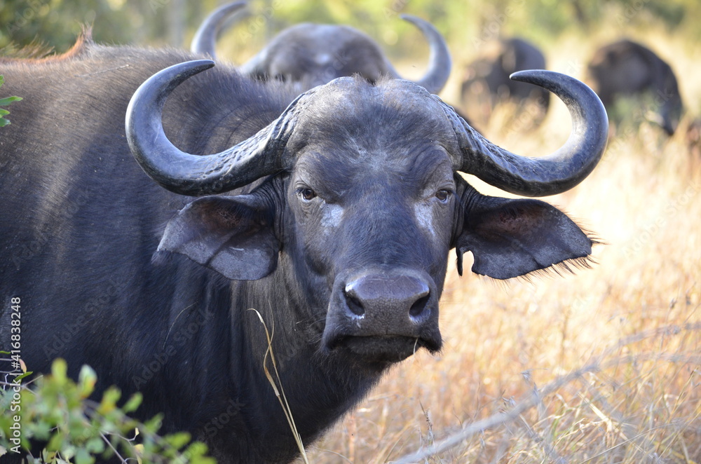 Cape Buffalo taken in the wilderness of Kruger National Park, South Africa