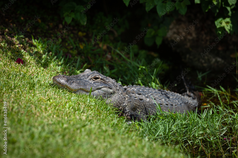 Fototapeta premium A large alligator on the lawn near the pond in the Everglades Park. The crocodile calmly climbs out of the water onto the lawn.