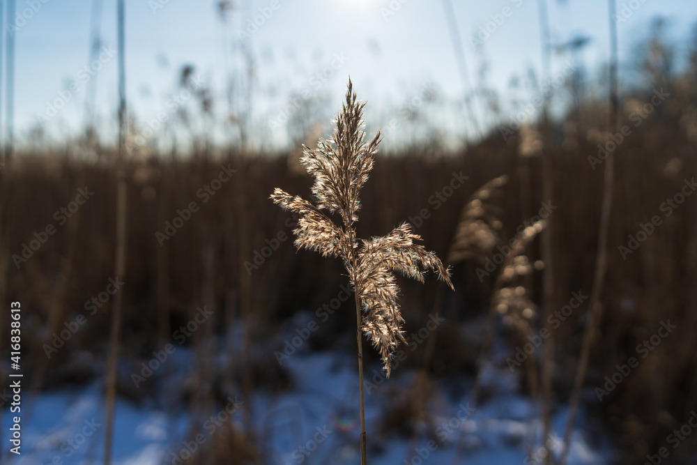Fototapeta premium Phragmites australis seed head in backlight.