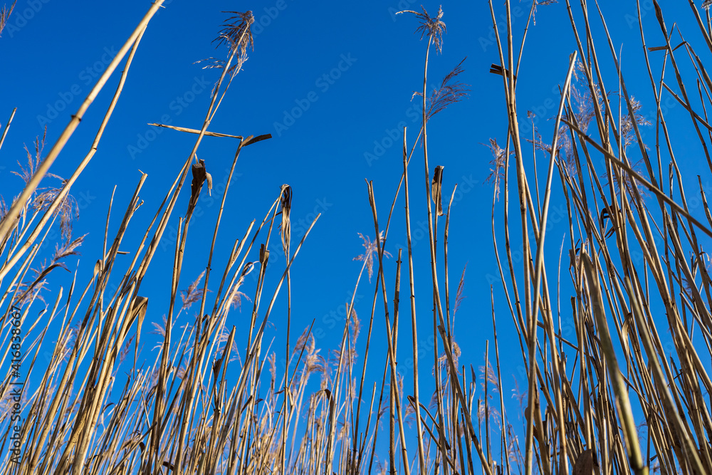 Phragmites australis (reed) against a blue sky. Phragmites australis (reed) against a blue sky.