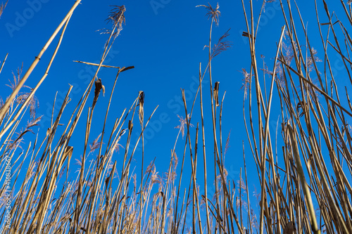 Phragmites australis (reed) against a blue sky.