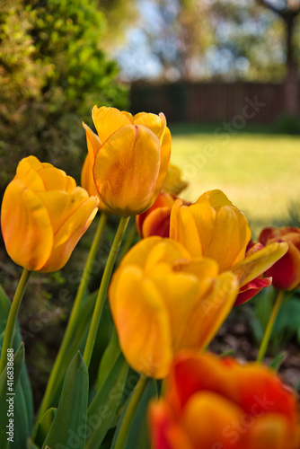 Tulpen im Fr  hling