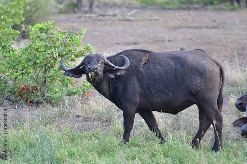 Cape Buffalo taken in the wilderness of Kruger National Park, South Africa © Bernhard Bekker